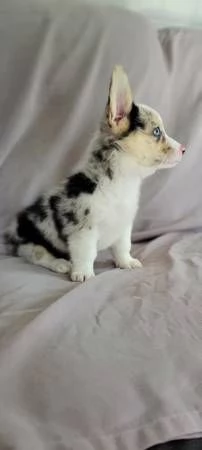 Adorabili Corgis da adottare | Foto 0