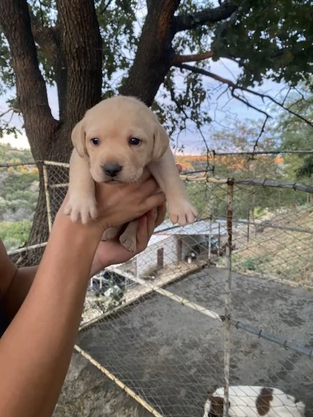 Cuccioli di Labrador Retriever | Foto 1