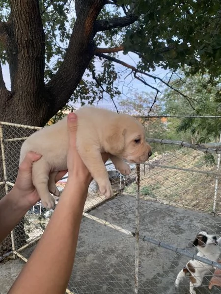 Cuccioli di Labrador Retriever | Foto 0