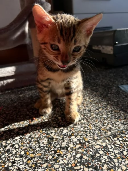 cuccioli di gatto del bengala | Foto 3