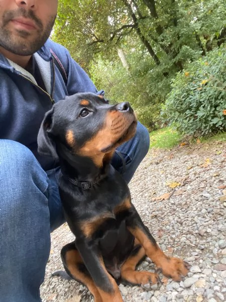 Vendo cucciolo di Rottweiler maschio  | Foto 2