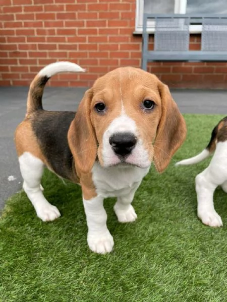 Regala dei cuccioli di Beagle | Foto 1