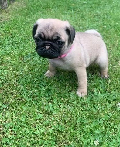 Regala dei cuccioli di Carlino | Foto 0