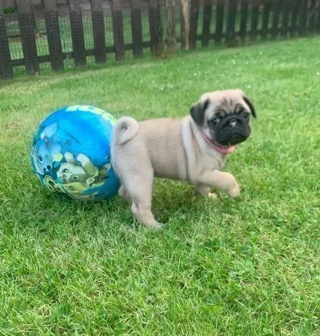 Regala dei cuccioli di Carlino