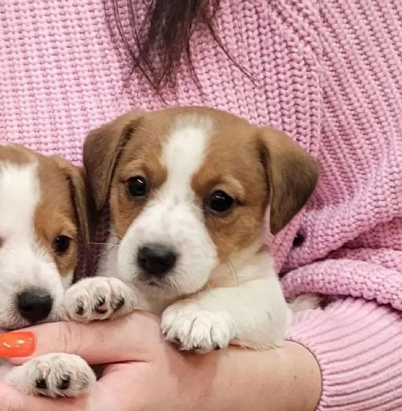 Regala dei cuccioli di Jack Russel | Foto 0