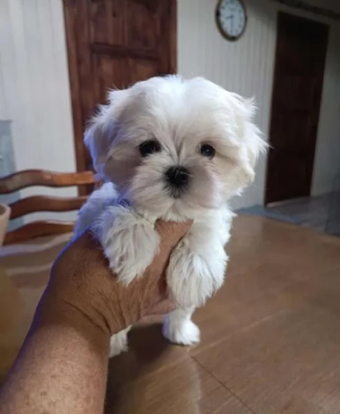 Regala dei cuccioli di Maltese | Foto 1