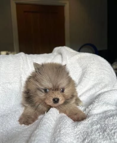 Regala dei cuccioli di Volpino Pomerania | Foto 1