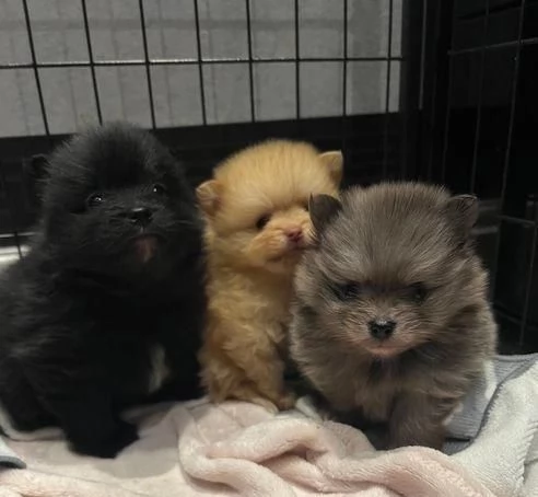 Regala dei cuccioli di Volpino Pomerania | Foto 0