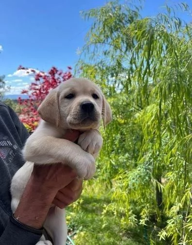 Regala dei cuccioli di Labrador | Foto 0