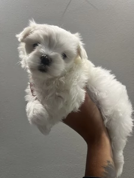 Cucciolo di maltese 