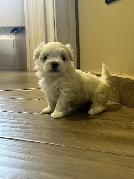 Cucciolo di maltese  | Foto 3