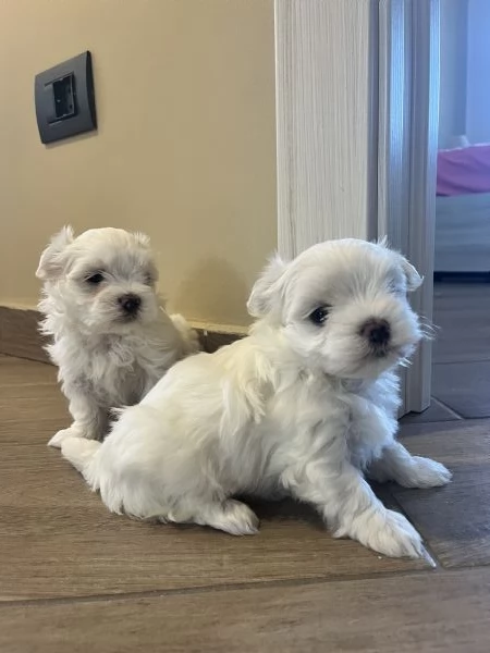 Cucciolo di maltese  | Foto 0