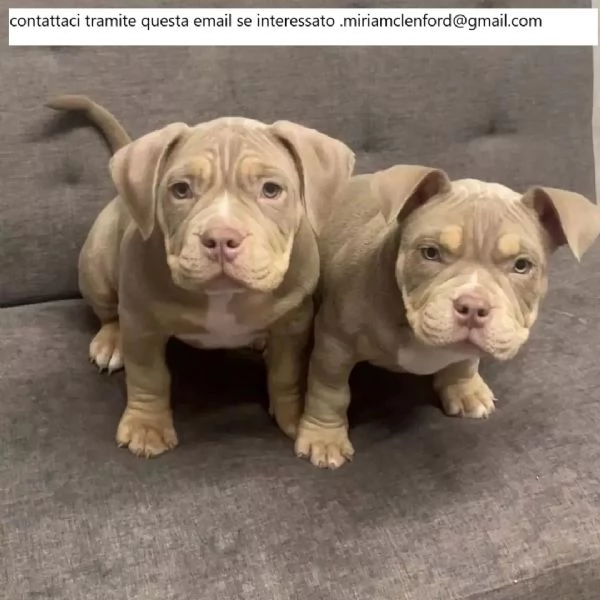 Cuccioli di pitbull di 12 settimane