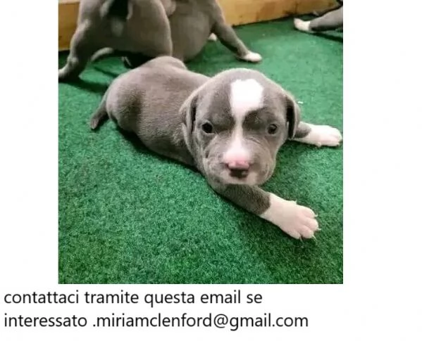 Pitbull Terrier in adozione 8 settimane