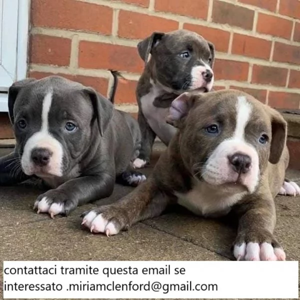 4 bellissimi cuccioli di pitbull