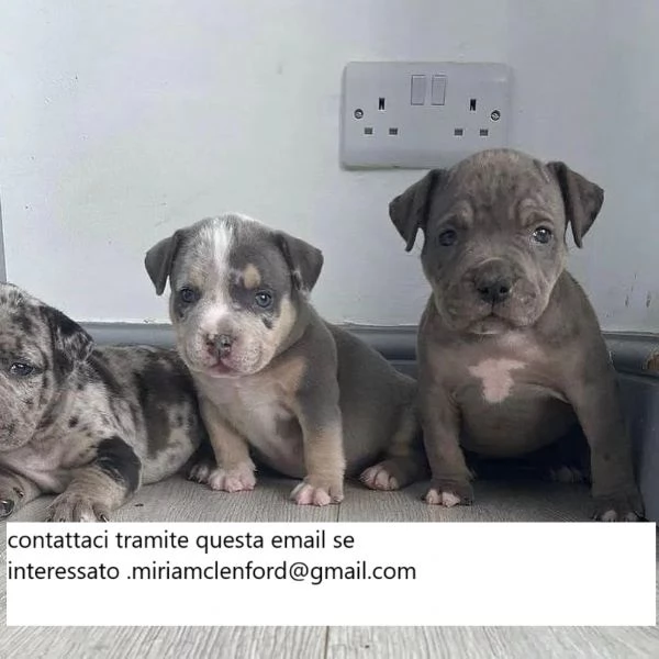 Bellissimi cuccioli di pitbull terrier