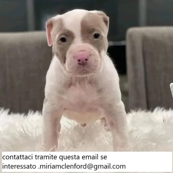 Cuccioli di pitbull in cerca di nuova casa