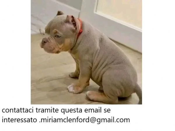 Pitbull terrier americano