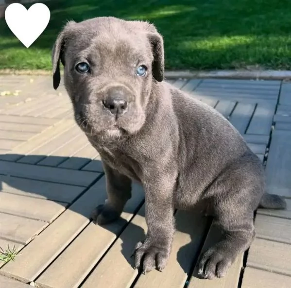 Cane Corso  | Foto 2