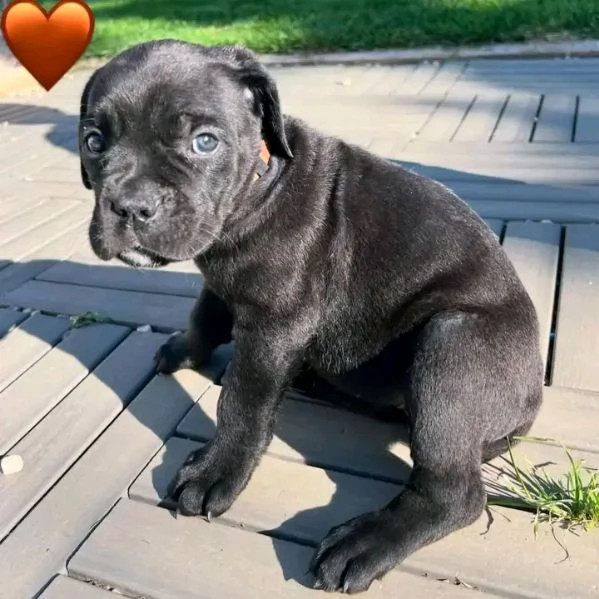 Cane Corso 