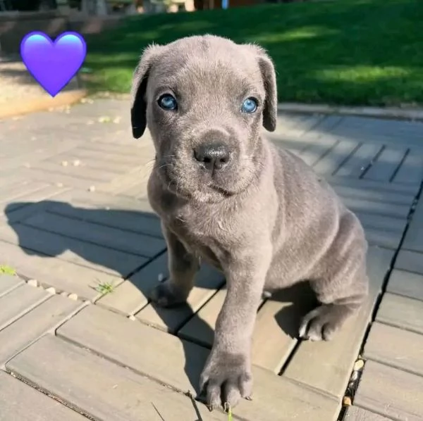 Cane Corso  | Foto 0