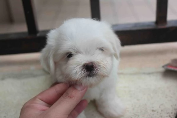 Cuccioli di maltese adorabili con personalit amichevoli