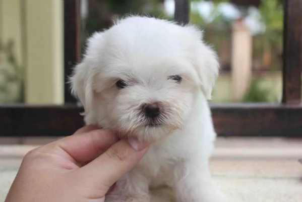 Cuccioli di maltese adorabili con personalit amichevoli | Foto 2