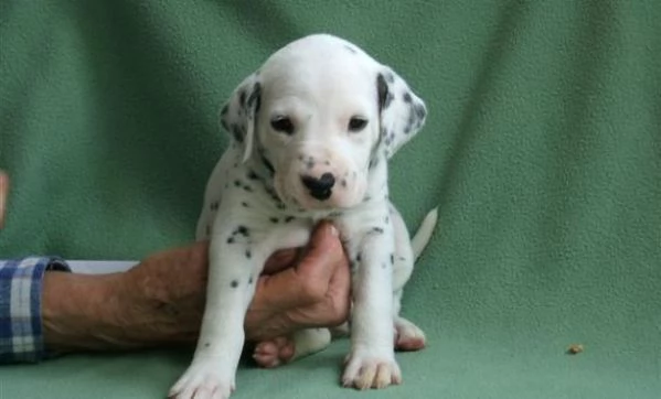  REGALO DALMATA | Foto 0