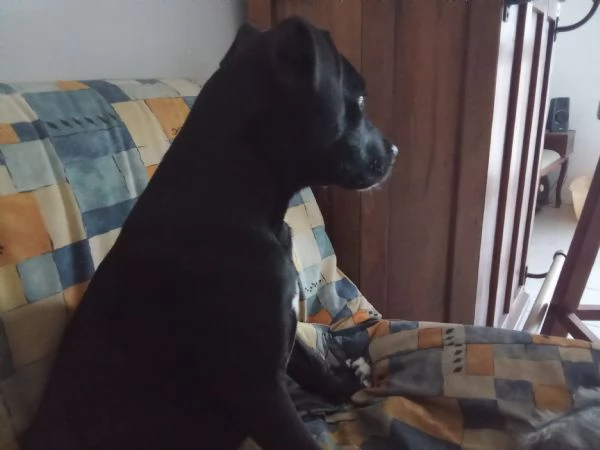 Vendo cucciolo di cane corso incrocio Pitbull colore nero  | Foto 0