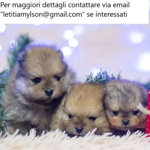 Cuccioli di Pomerania di 12 settimane