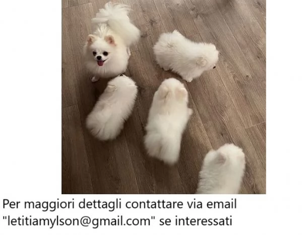 Cuccioli di Pomerania di 11 settimane