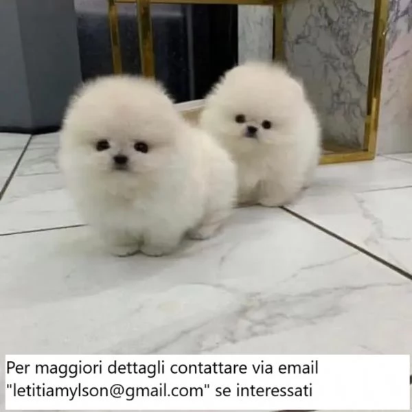 Bellissimi cuccioli di Pomerania rossi