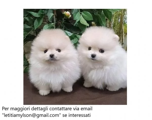 Bellissimi cuccioli di Pomerania minuscoli