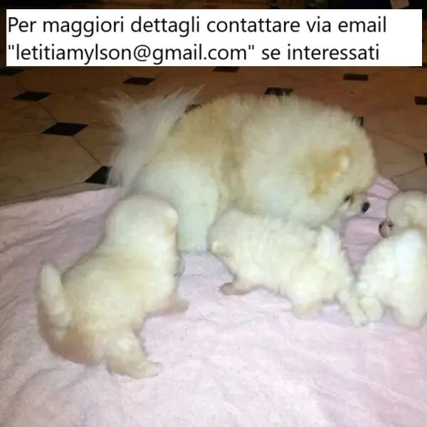 2 splendidi cuccioli di Pomerania 1 maschio 1 femmina