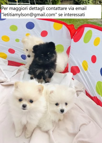 Splendidi cuccioli di Pomerania