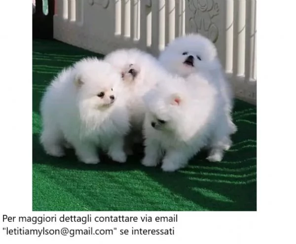 Cuccioli di Pomerania maschi e femmine pronti per partire