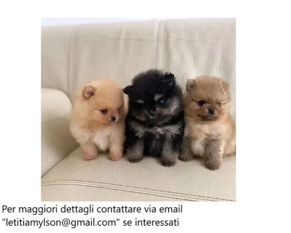 Piccoli cuccioli di Pomerania