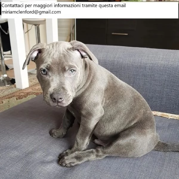 Cuccioli di Pitbull adorabili e carini