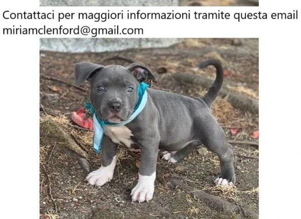 Cucciolo di American Pitbull