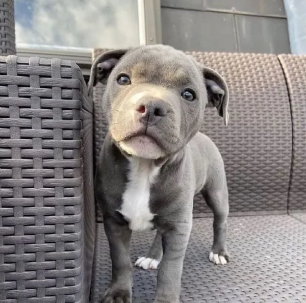 Adorabili cuccioli di Pitbull