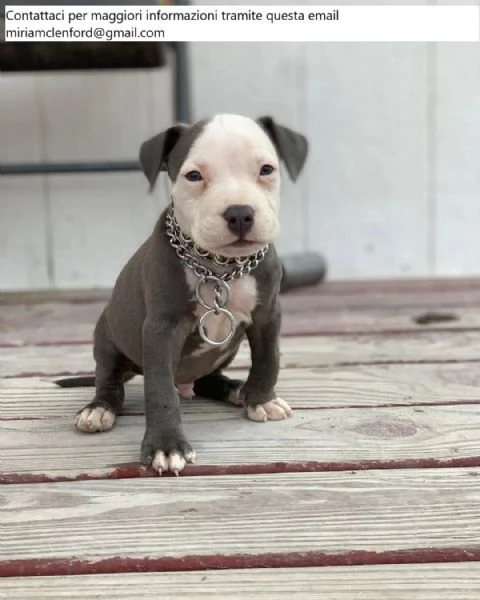 Cuccioli di Pitbull carini