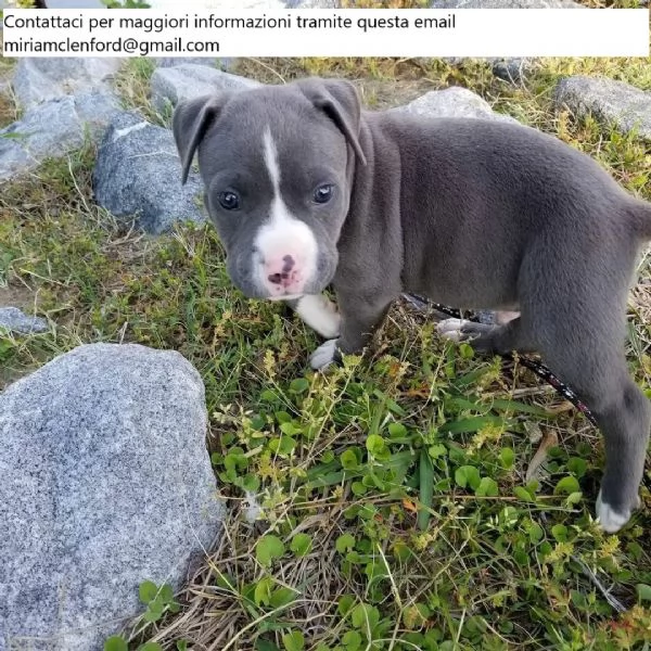 Cuccioli di Pitbull maschi e femmine in vendita