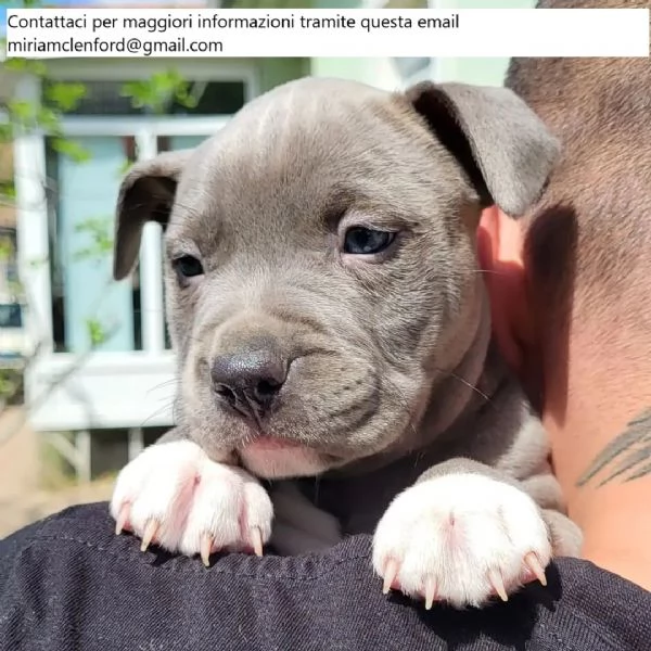 Bellissimi cuccioli di Pitbull