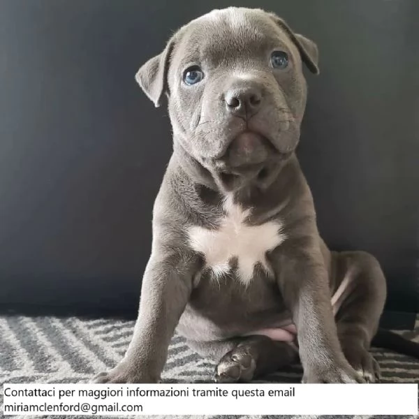 Cuccioli di pitbull americani