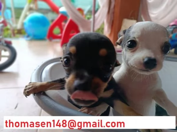 Cuccioli di chihuahua