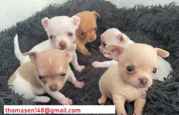  cuccioli di chihuahua