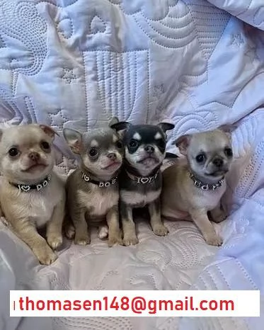 Dolci cuccioli di chihuahua