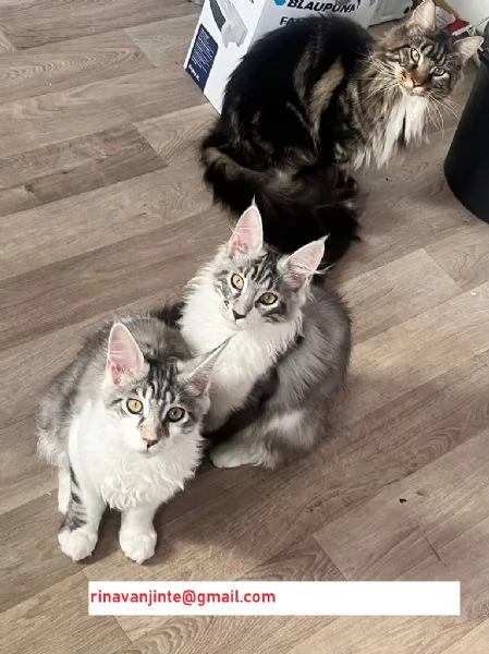 4 Maine Coon 