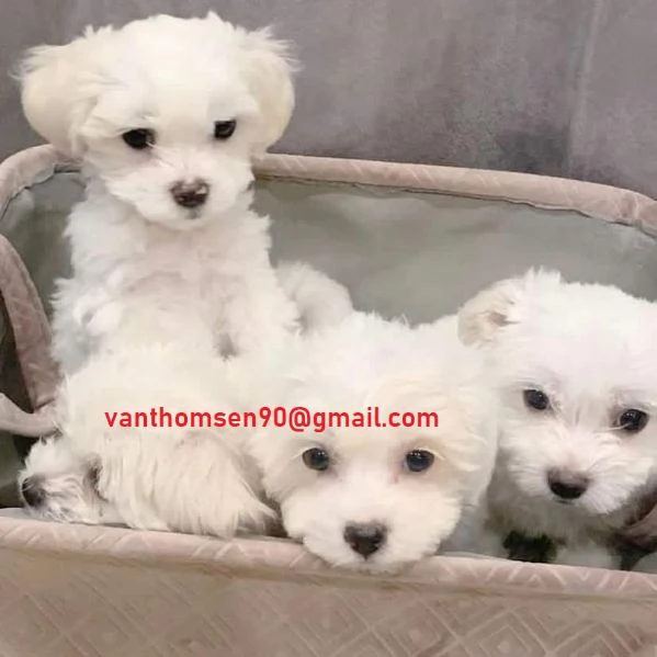 Bellissimi cuccioli di maltese