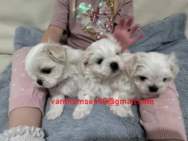 Cuccioli di maltese toy